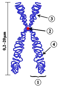 La carte Homozygote