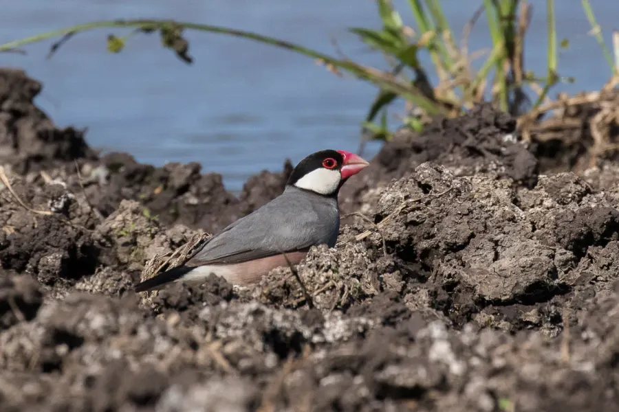 The Java sparrow card