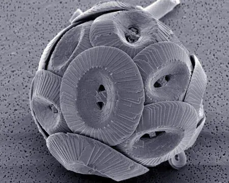 La carte Haptophyta
