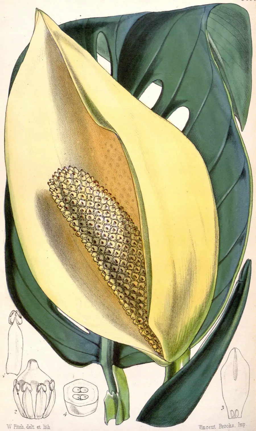 The Monstera adansonii card