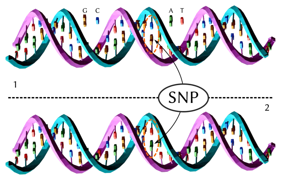 The Single-nucleotide polymorphism card