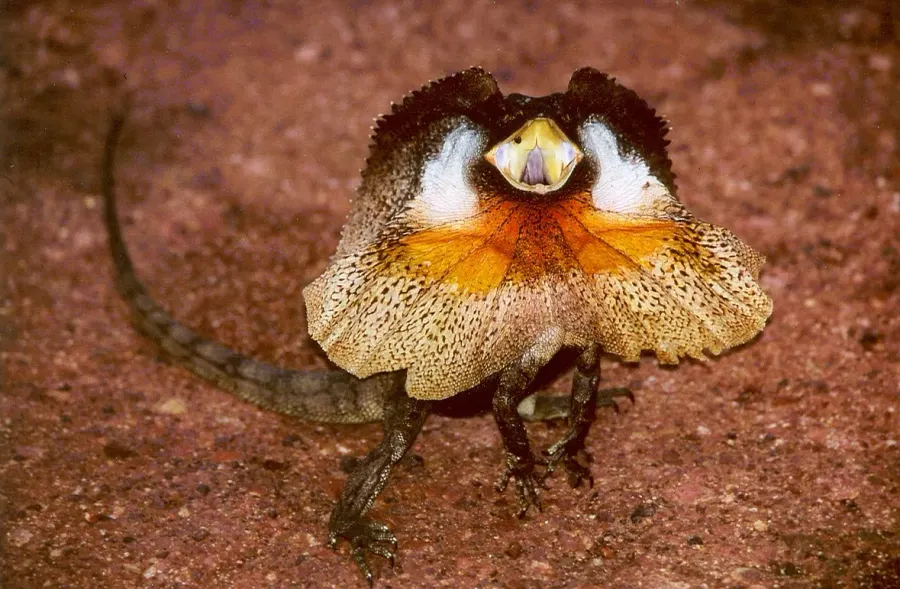 The Frilled lizard card