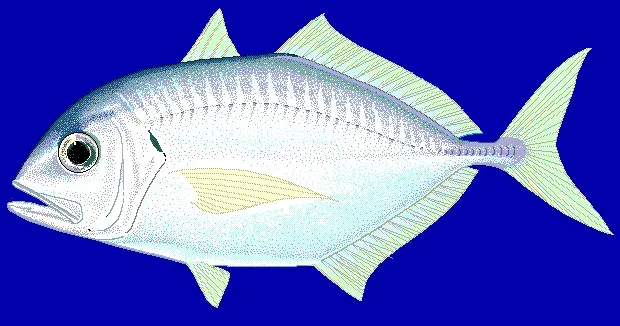 The Carangidae card
