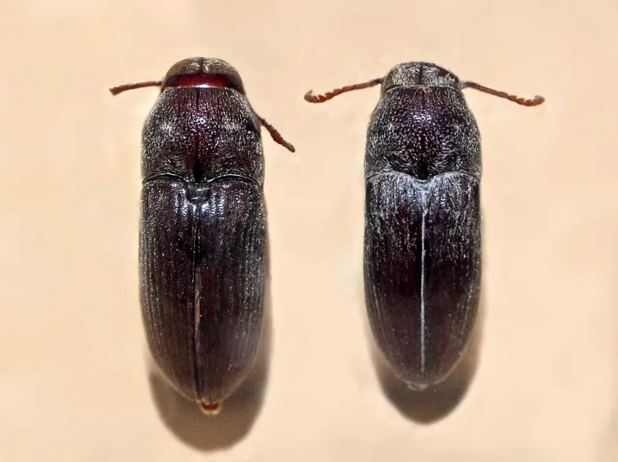 The Eucnemidae card