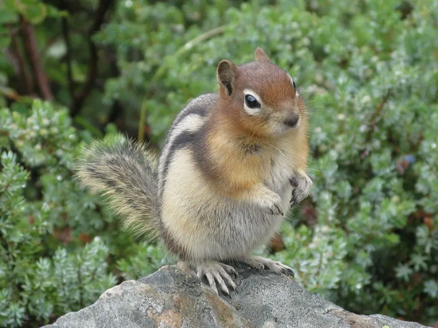 The Callospermophilus card