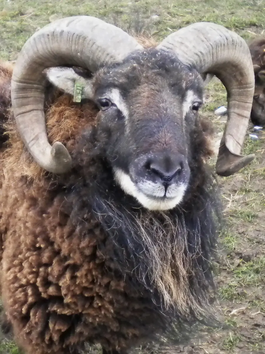The Soay sheep card