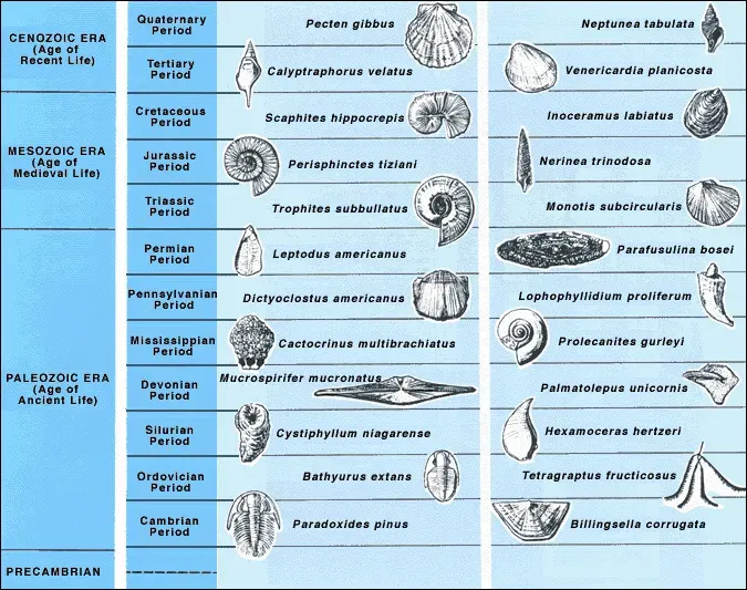 La carte Fossile stratigraphique