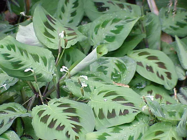 The Marantaceae card