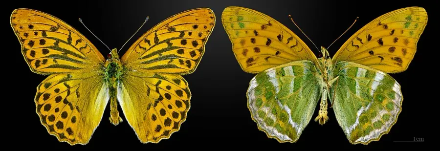 The Silver-washed fritillary card