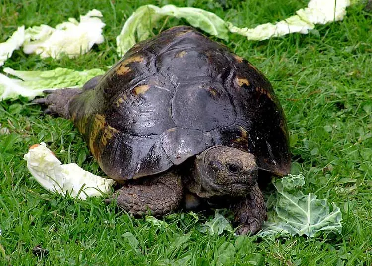 La carte Testudo graeca