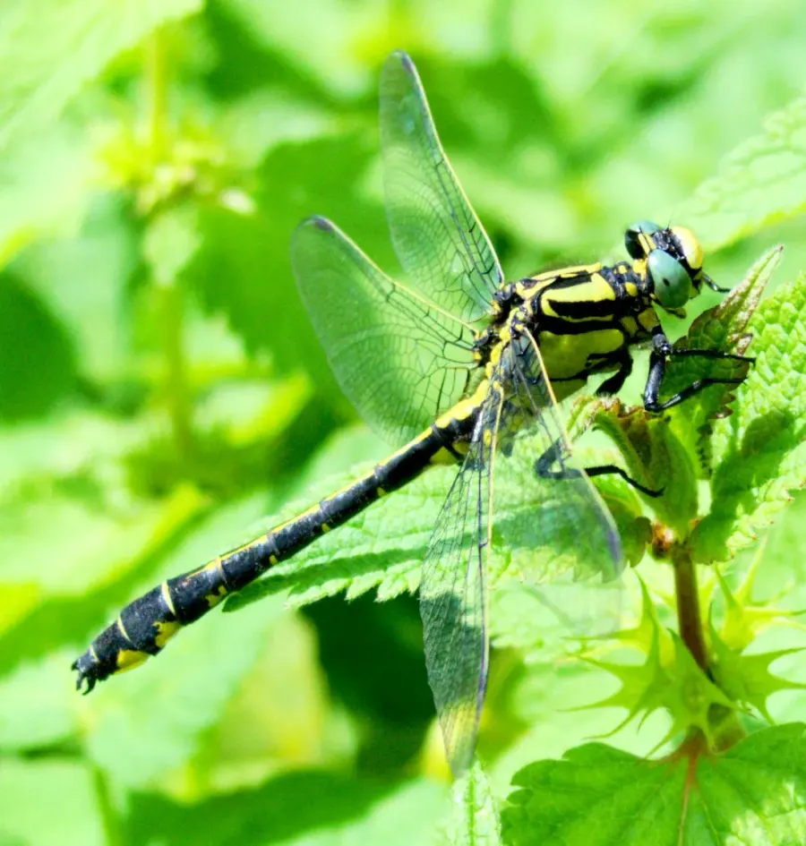 La carte Gomphidae