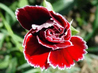 La carte Fleur