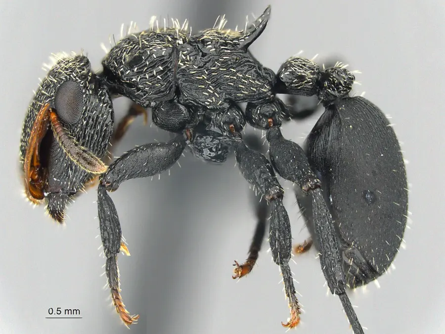 The Cephalotes hamulus card
