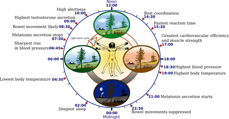 The Chronobiology card
