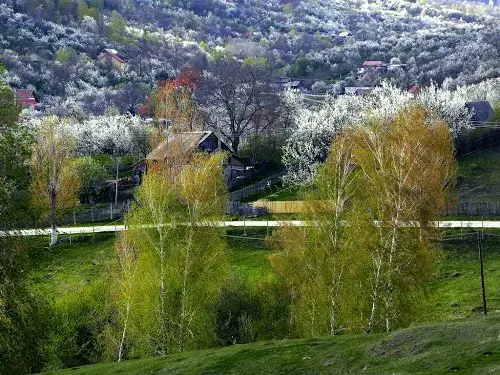 The Pietroșița card