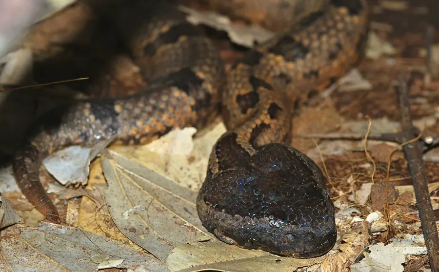 The Ovophis monticola card