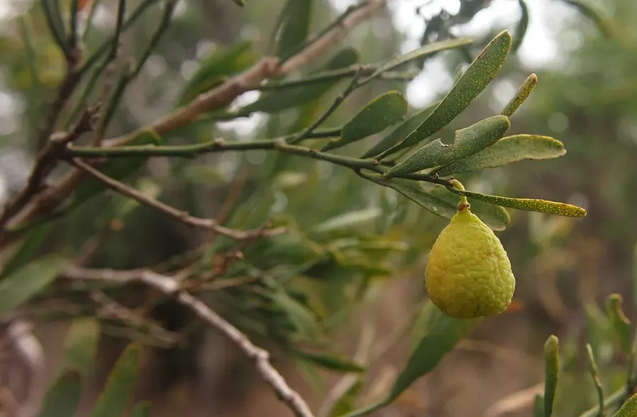 La carte Eremocitrus glauca