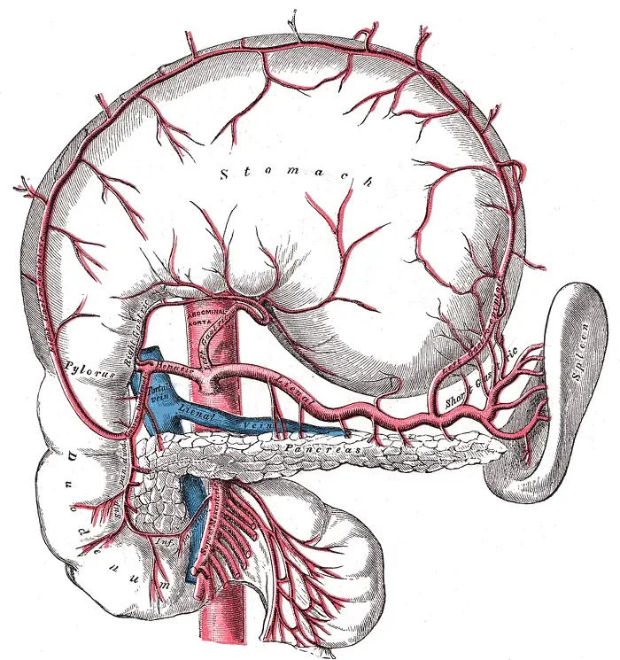 The Left gastric artery card