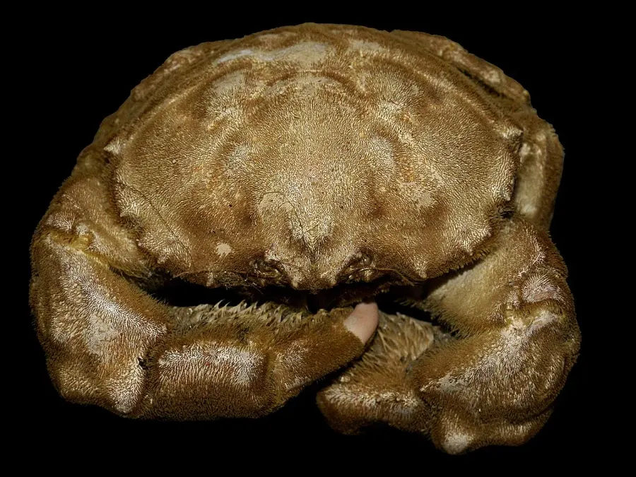 The Dromiidae card