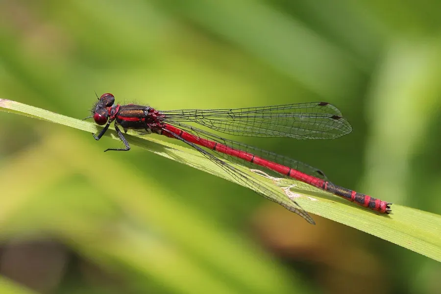 La carte Pyrrhosoma nymphula