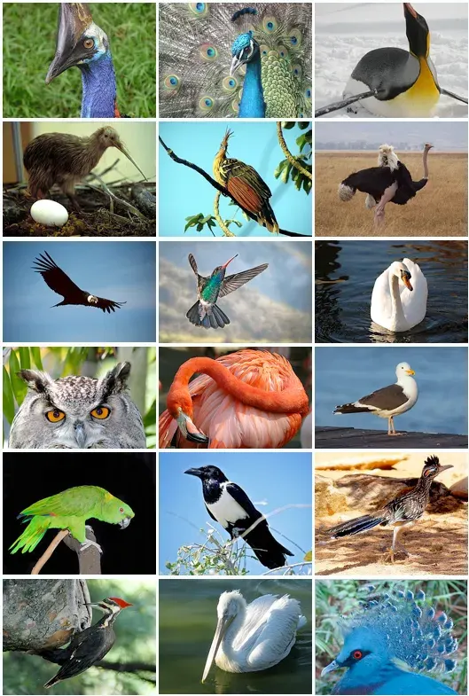 La carte Oiseau