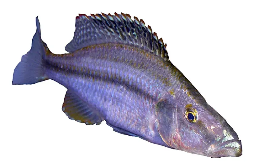 La carte Dimidiochromis