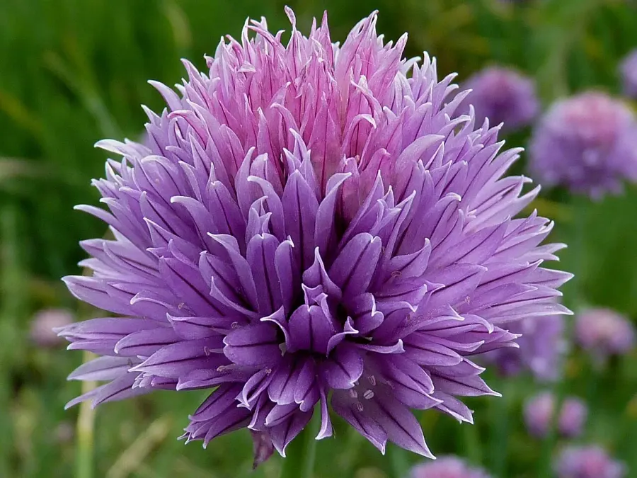 The Chives card