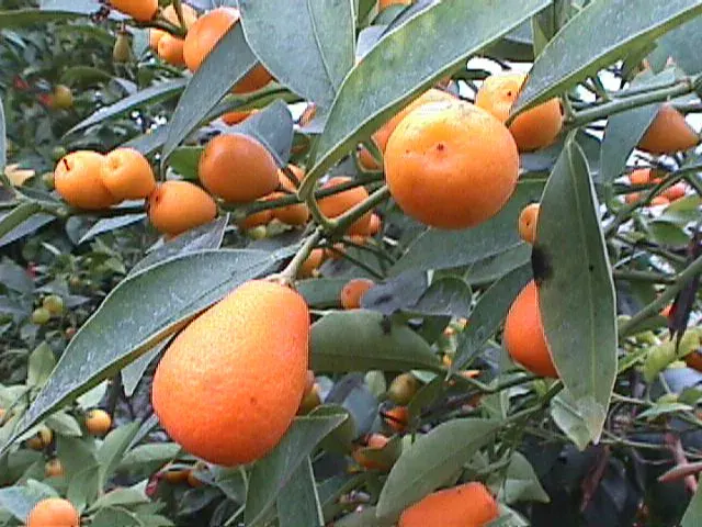 La carte Kumquat