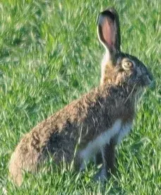 La carte Lepus granatensis
