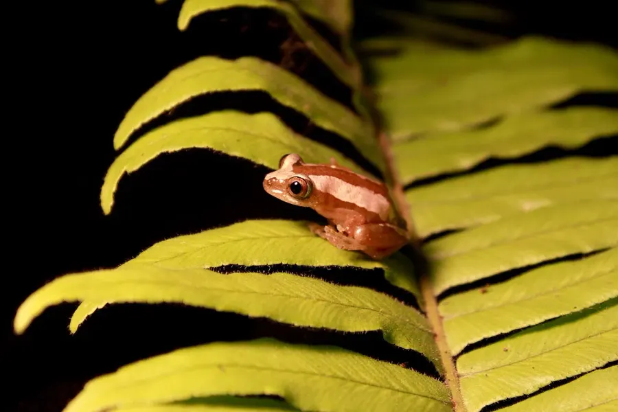 The Brown banana frog card