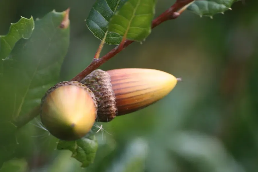 La carte Quercus agrifolia