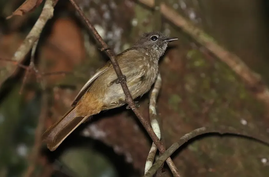 La carte Bulbul d'Ansorge