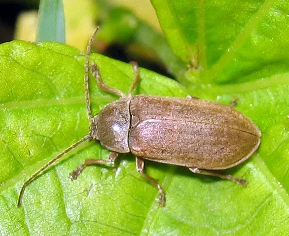La carte Dascillidae