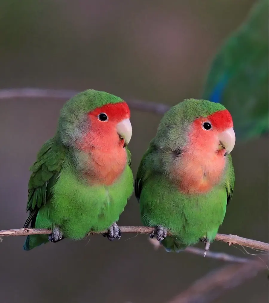 The Lovebird card
