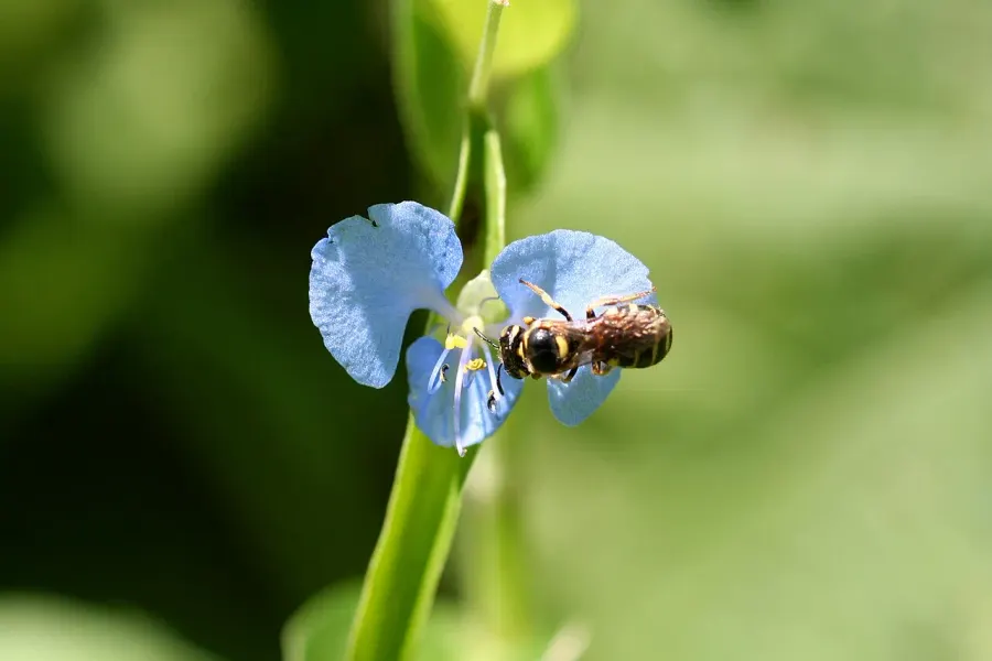 La carte Commelina diffusa