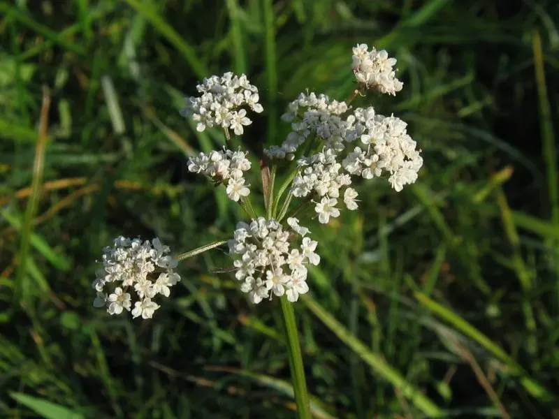 La carte Oenanthe lachenalii