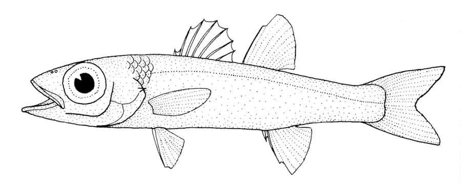 La carte Epigonus telescopus