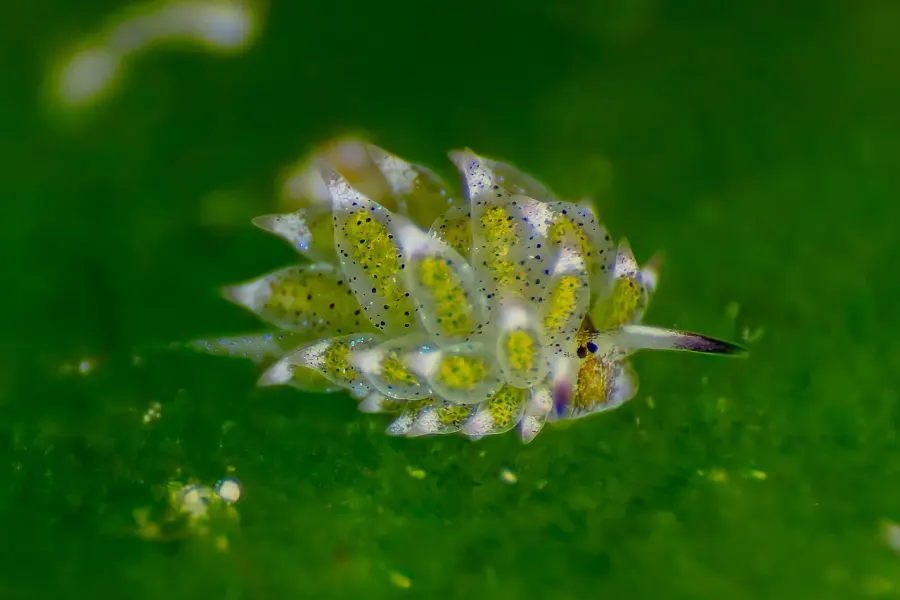 The Costasiella kuroshimae card