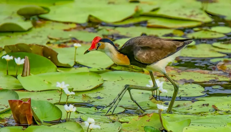 La carte Jacana à crête