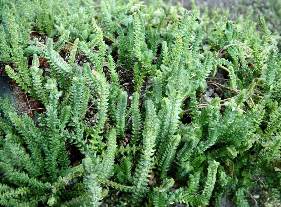 The Crassula muscosa card