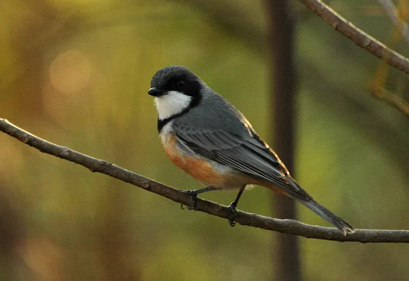La carte Pachycephalidae