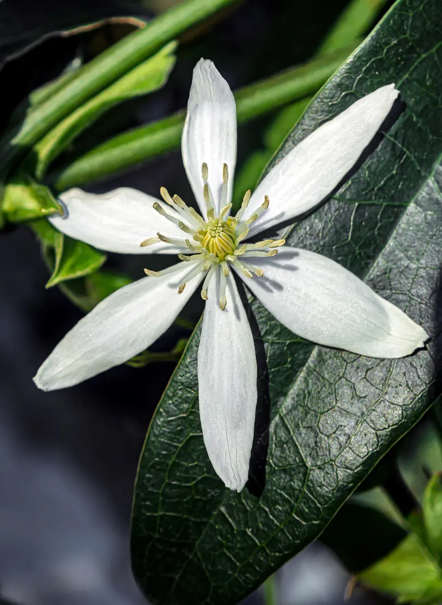 La carte Clematis armandii