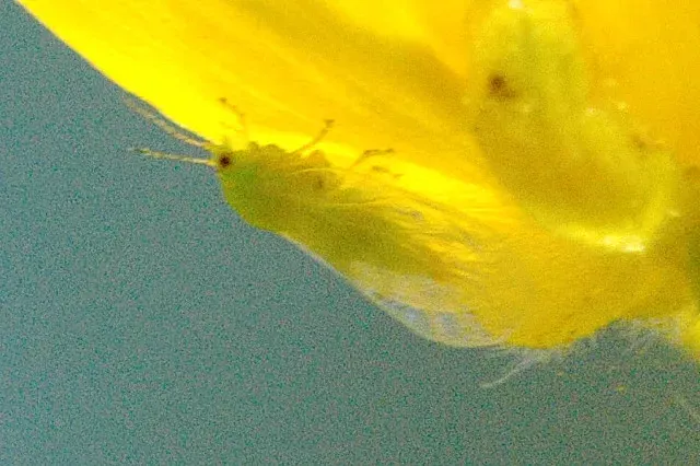 La carte Psylloidea