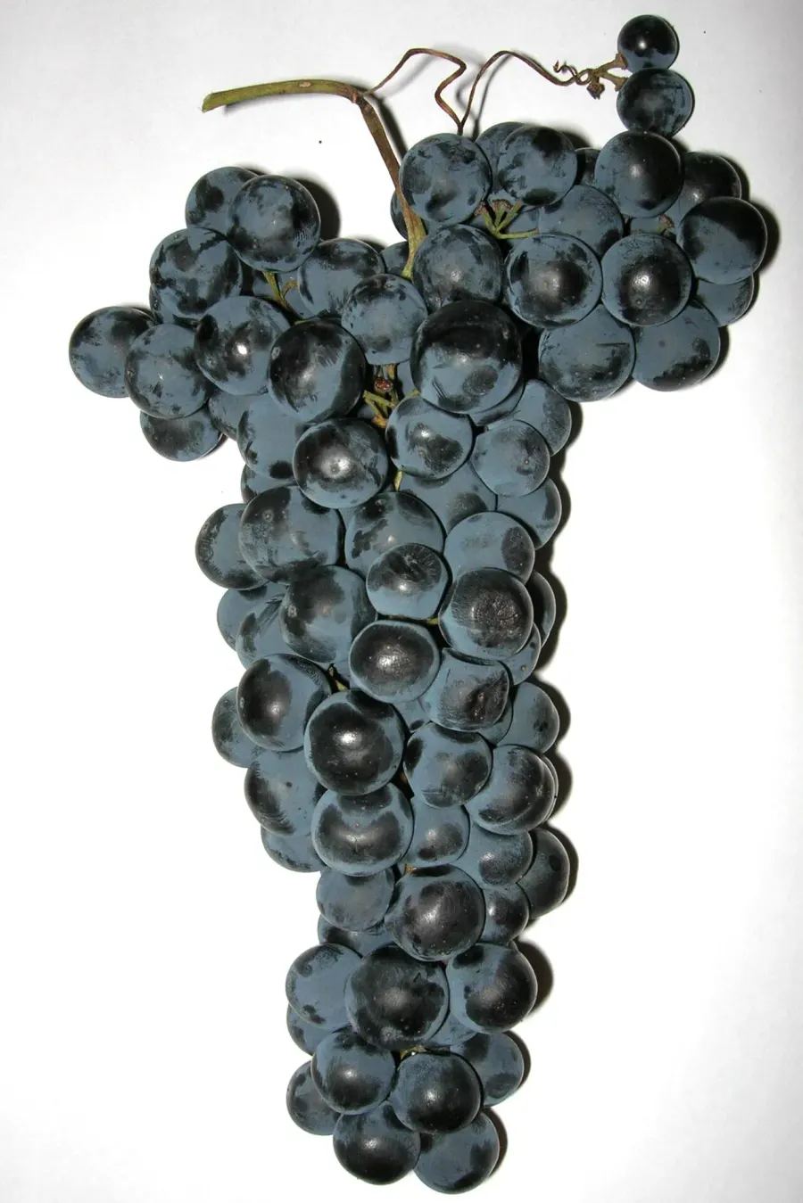 La carte Tempranillo