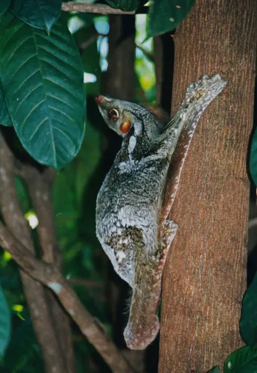 La carte Galeopterus variegatus