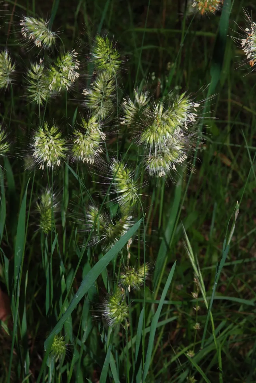 The Cynosurus echinatus card