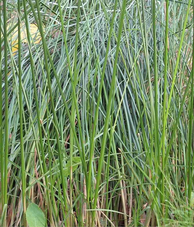 La carte Cyperus articulatus