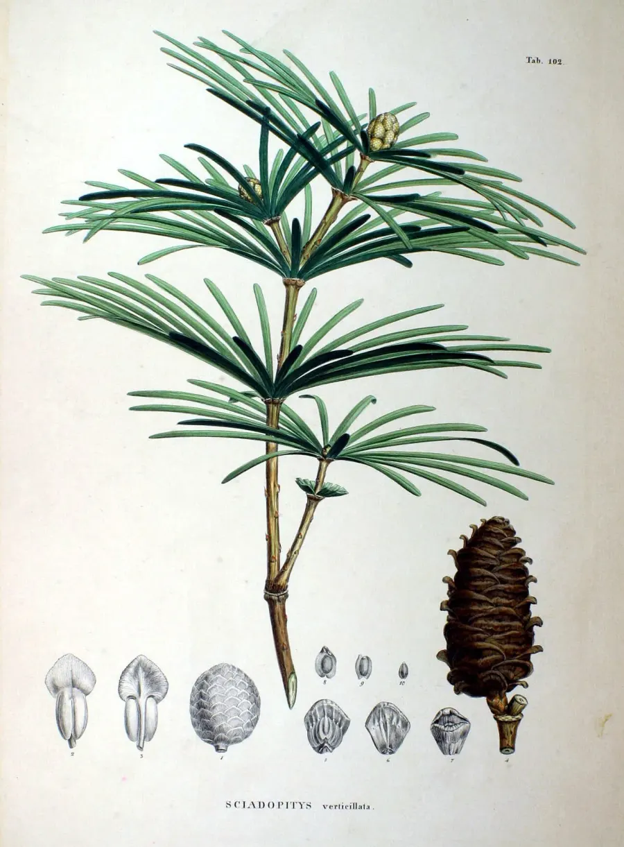 La carte Sciadopityaceae