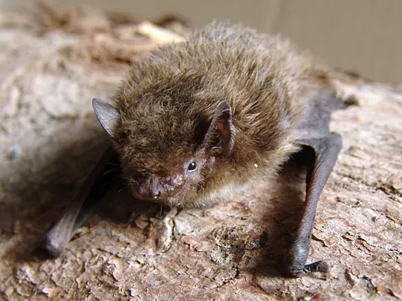 La carte Pipistrelle de Nathusius