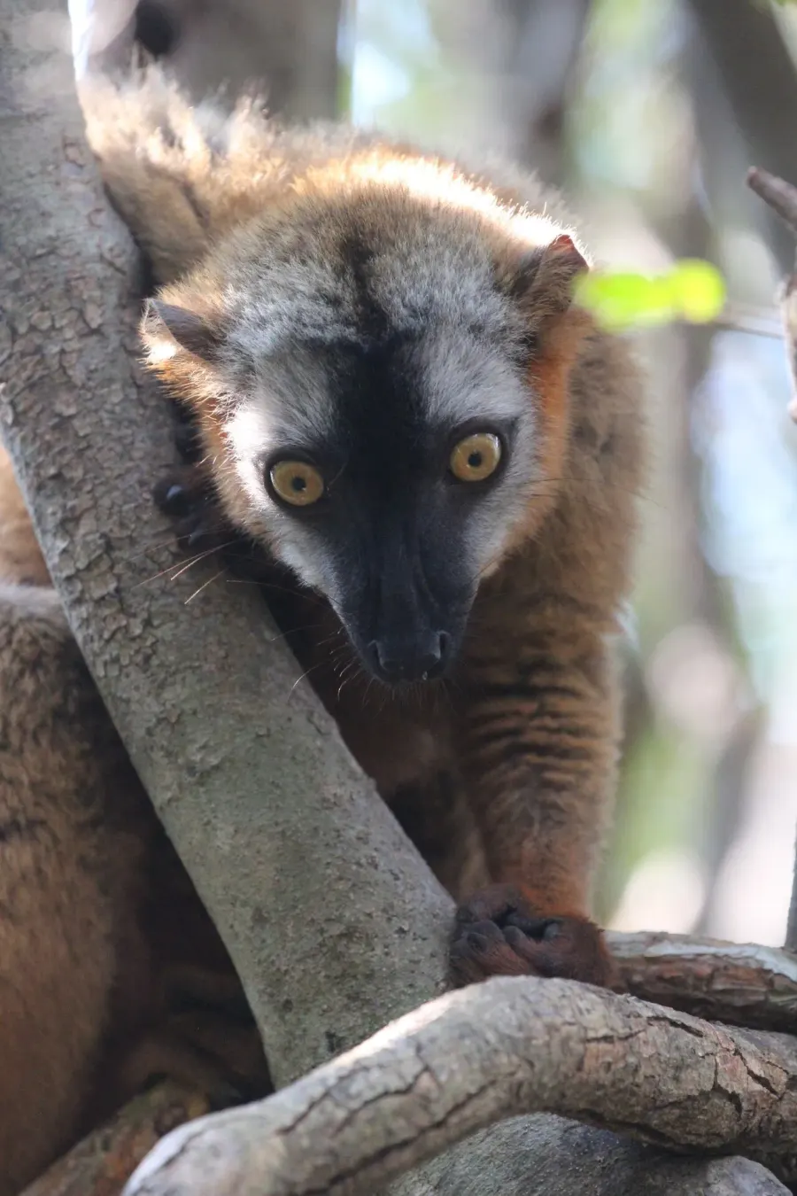 La carte Eulemur rufus